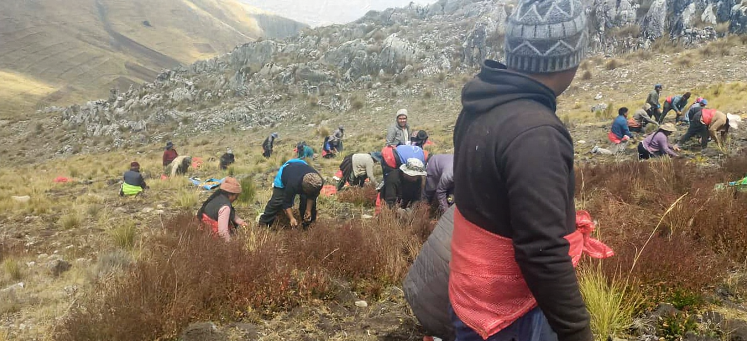 Agricultores peruanos cosechando maca en los campos andinos.